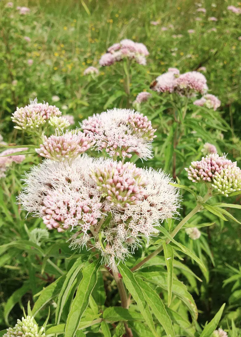 Valerian Root Herb For Calming Support (Valeriana Officinalis) 1