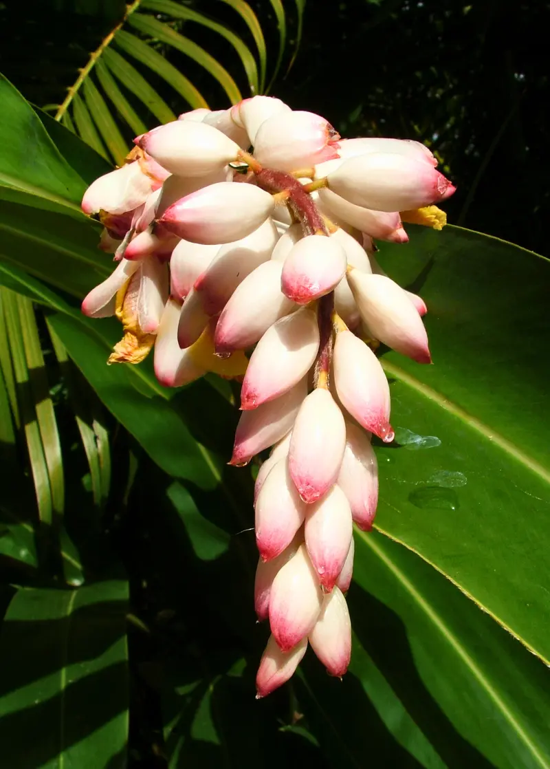 Variegated Shell Ginger Plant (Alpinia Zerumbet) 1