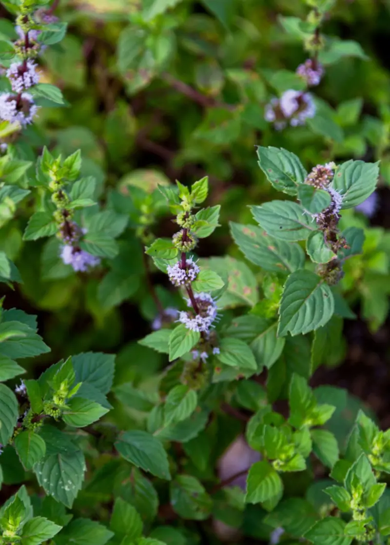 Vietnamese Mint – Mentha × Gracilis Hybrid 1